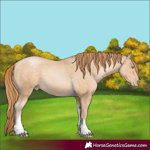 Horse Color:Buckskin Pearl Tobiano