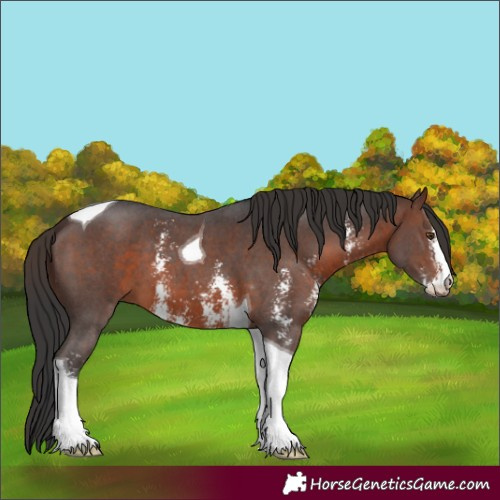 Horse Color:Brown Sabino Tobiano 