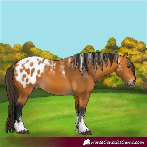 Horse Color:Powder White Gray Buckskin Tobiano Blanket 