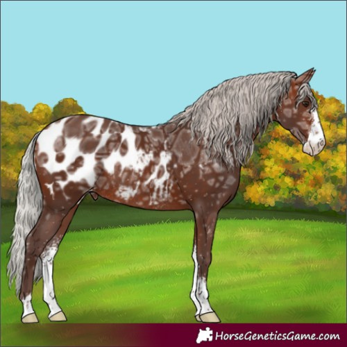 Horse Color:Silver Brown Ice Sabino Appaloosa Rabicano