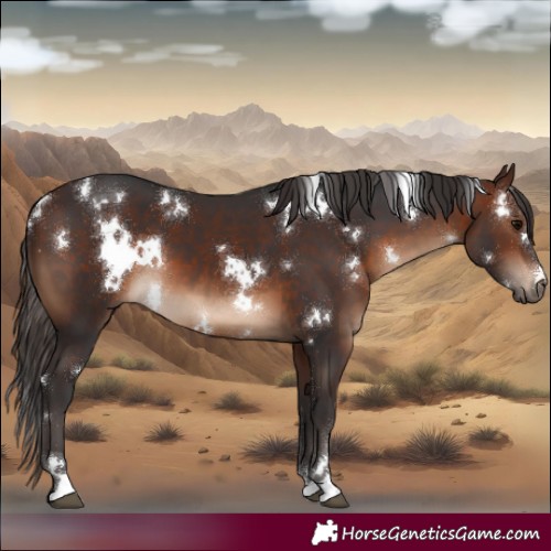 Horse Color:White Spotted Brown 