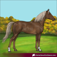 Horse Color:Chocolate Palomino 