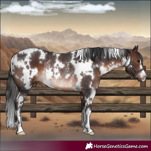Horse Color:White Spotted Brown Rabicano