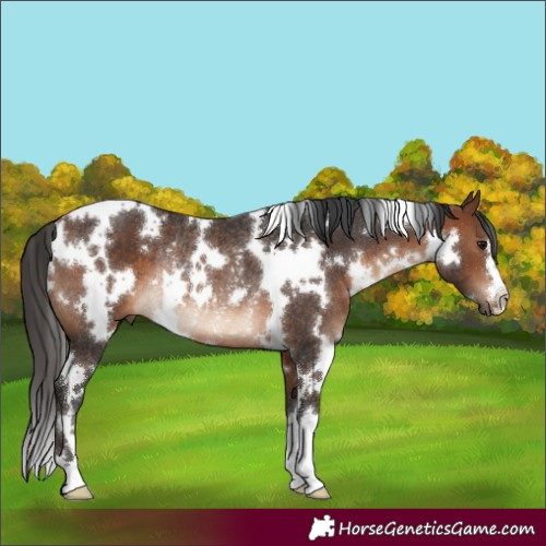 Horse Color:White Spotted Brown Rabicano