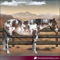 Horse Color:White Spotted Brown Rabicano 
