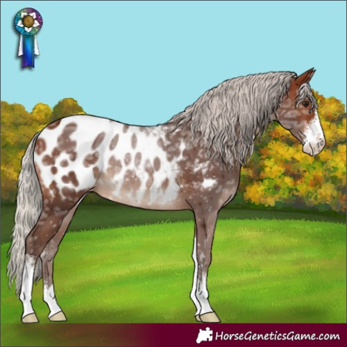 Horse Color:Silver Brown Ice Sabino Appaloosa Rabicano