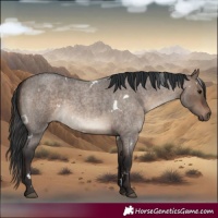 Horse Color:White Spotted Brown Roan Dun 