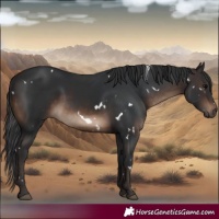 Horse Color:White Spotted Brown