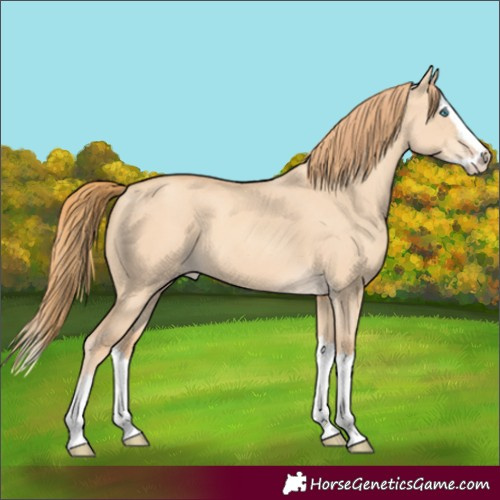 Horse Color:Gold Champagne Dun Splash