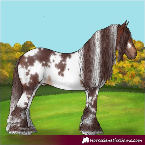 Horse Color:White Spotted Chocolate Brown