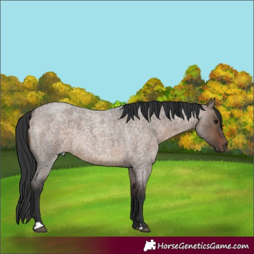 Horse Color:Brown Roan Dun 