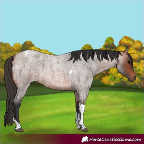 Horse Color:Bay Roan Tobiano 