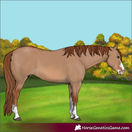 Horse Color:Red Dun Sabino