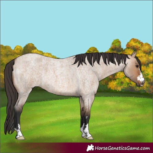 Horse Color:Bay Roan Dun 