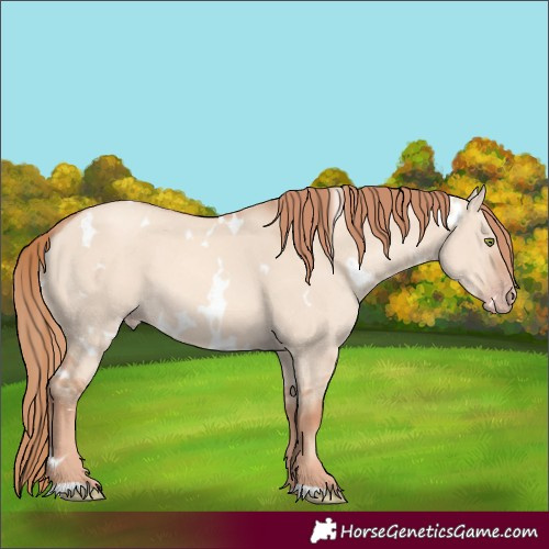 Horse Color:White Spotted Gold Champagne Dun