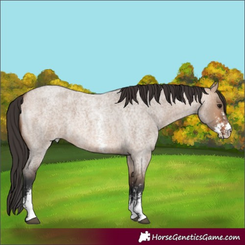 Horse Color:Bay Roan Dun Sabino