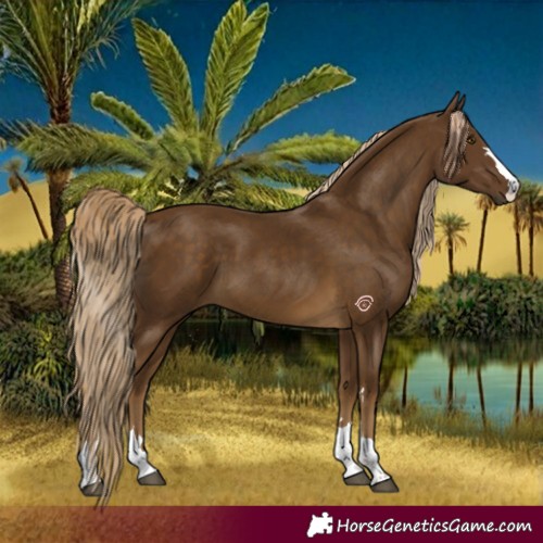 Horse Color:Chocolate Palomino