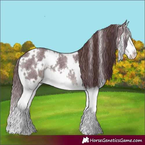 Horse Color:White Spotted Chocolate Blue Roan Splash 