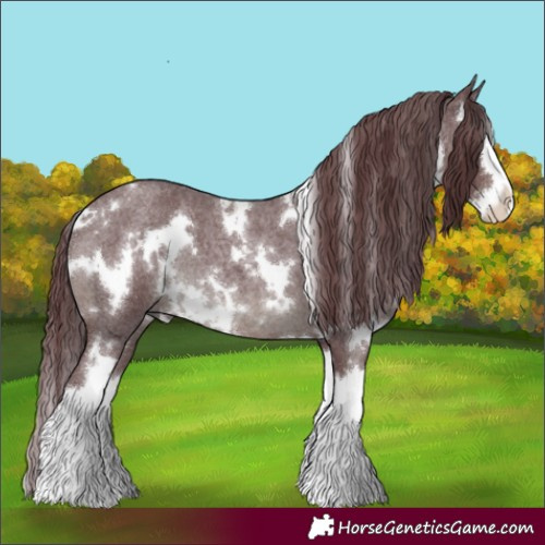 Horse Color:White Spotted Chocolate Blue Roan Splash 