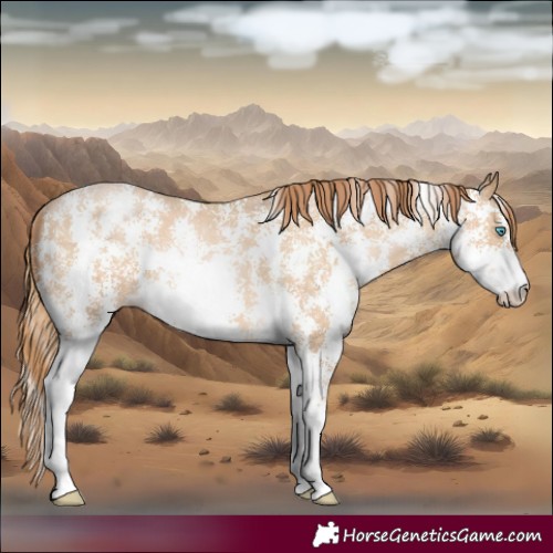 Horse Color:Buckskin Sabino 