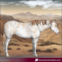 Horse Color:Buckskin Sabino 
