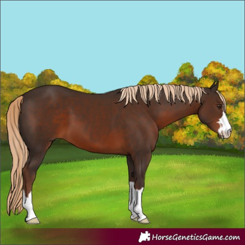 Horse Color:Liver Chestnut
