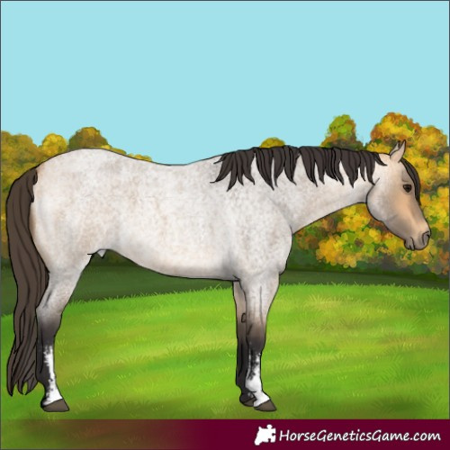 Horse Color:Buckskin Roan Sabino