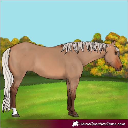 Horse Color:Silver Bay Dun 