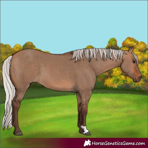 Horse Color:Silver Bay Dun 