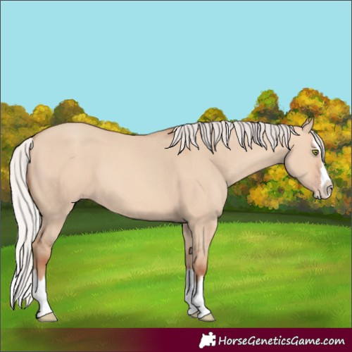 Horse Color:Silver Amber Champagne Dun Splash