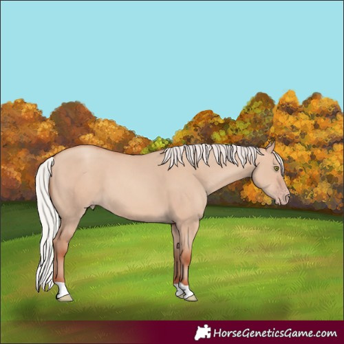 Horse Color:Silver Amber Champagne Dun 