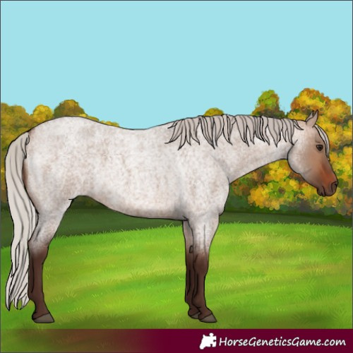 Horse Color:Silver Brown Roan Dun 