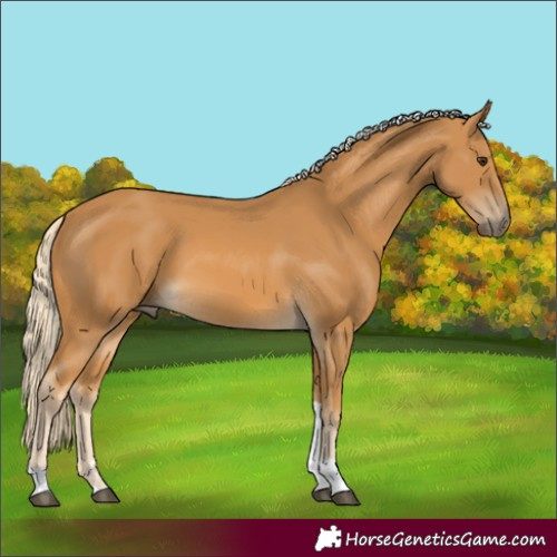 Horse Color:Palomino Tobiano