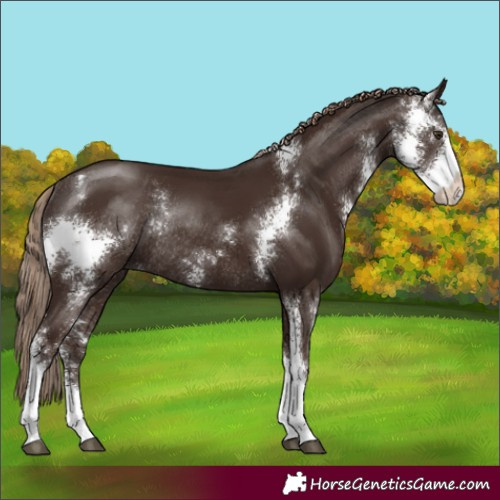 Horse Color:Liver Chestnut Sabino Rabicano 