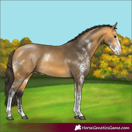Horse Color:Buckskin Sabino Rabicano