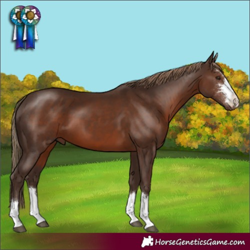 Horse Color:Liver Chestnut 