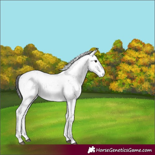 Horse Color:Buckskin Sabino Rabicano 