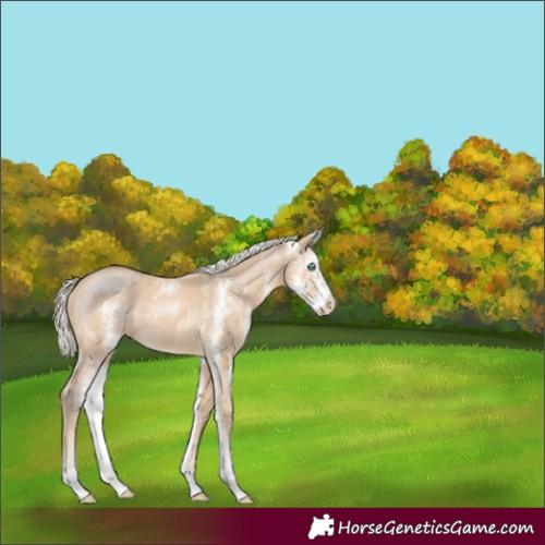 Horse Color:Buckskin Pearl Sabino  and Cremello Sabino 