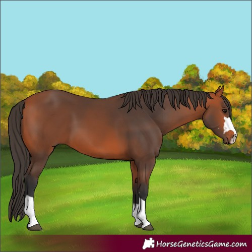 Horse Color:Bay 