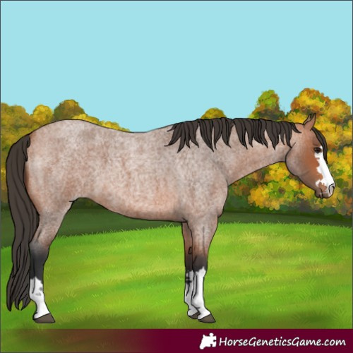 Horse Color:Bay Roan 