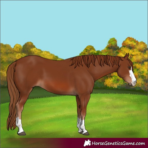 Horse Color:Chestnut 