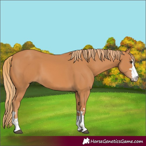 Horse Color:Chestnut 