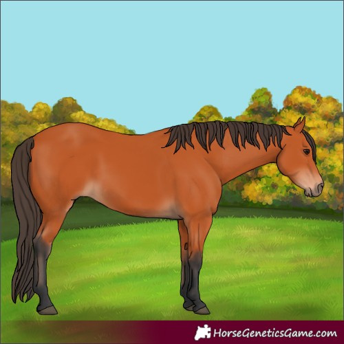 Horse Color:Bay 