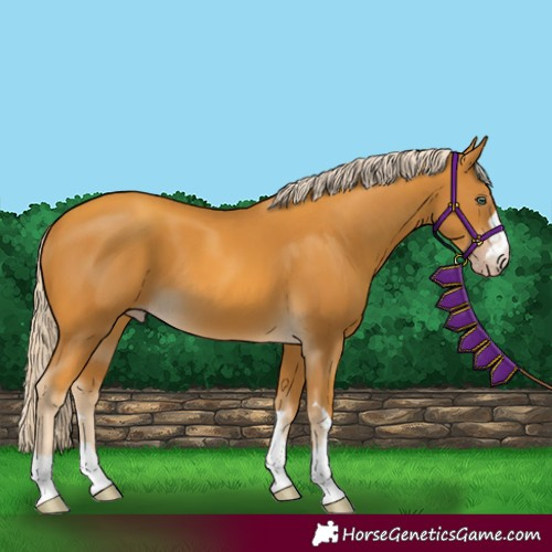 Horse Color:Gold Cream Champagne