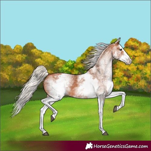 Horse Color:White Spotted Silver Bay Splash