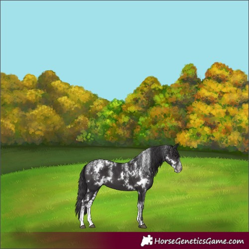 Horse Color:Powder White White Spotted Smoky Black