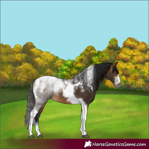 Horse Color:Powder White Gray Buckskin Tobiano Frame Rabicano 