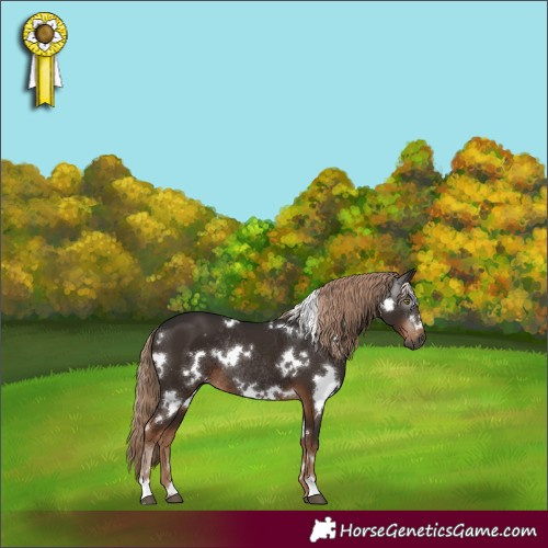 Horse Color:Gray White Spotted Liver Chestnut Rabicano