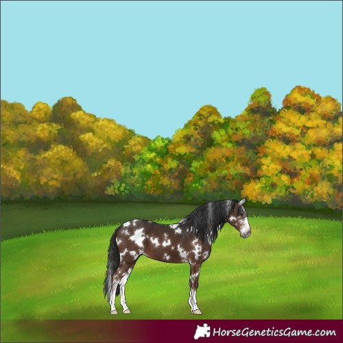 Horse Color:Gray White Spotted Liver Chestnut Sabino