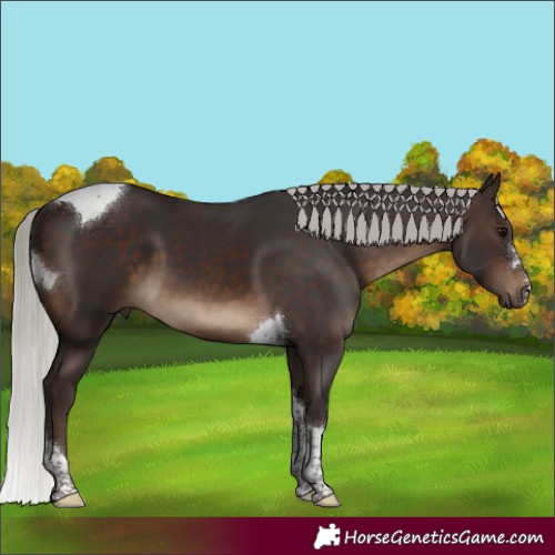 Horse Color:Silver Brown Tobiano